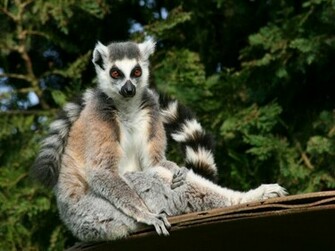 Lemur Wallpaper