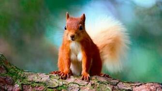 Cute Red Squirrel HD Wallpaper Wallpaperfx