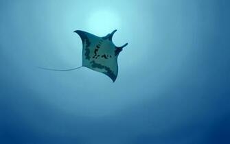 Manta Ray Wallpaper