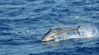 Tuna HD Desktop Wallpaper Widescreen High Definition
