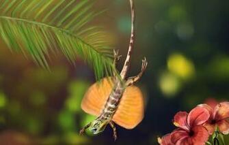 By Asta Flying Lizard Draco Volans Art Wallpaper