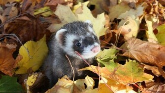 Ferret HD Wallpaper Background
