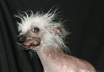 Looks Dog Wallpaper Ugliestrascal Ugliest Dies Spoh Ugly
