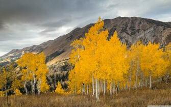 Aspen Trees Wallpaper