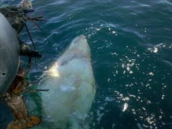 Great White Shark Image HD Wallpaper In Animals Imageci