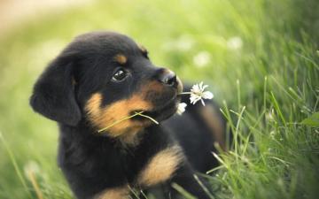 Puppy Dogs Wallpaper