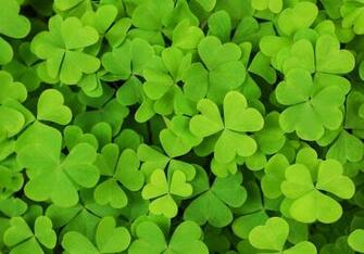Wallpaper Shamrock