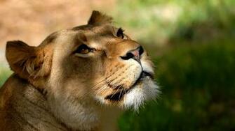 Lions Full HD Wallpaper 1080p Desktop Background