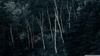 Forest Night 4k HD Desktop Wallpaper For Ultra Tv