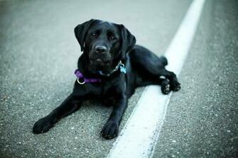 Black Labrador Wallpaper