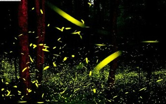 Firefly Computer Wallpaper Desktop Background Id