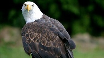 Bald Eagle Wallpaper