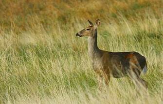 White Tailed Deer Short News Poster