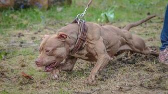 My Info On Pitt Bulls Dogs Big Pitbull Terrier