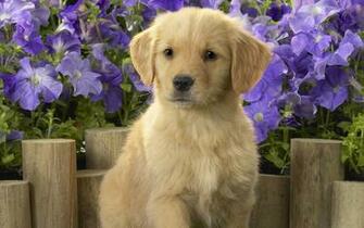 HD Dogs Wallpaper And Photos Animals