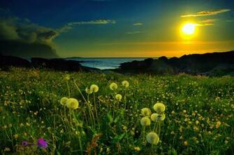 Fields Of Poppy Wallpaper Background