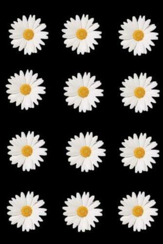Daisy Flowers iPhone Wallpaper