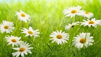 Spring Jpg