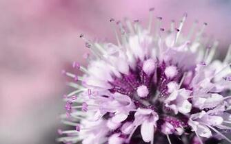 Purple Flower Wallpaper And Stock Photos Blumen Verschwommen