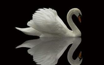Swan Wallpaper