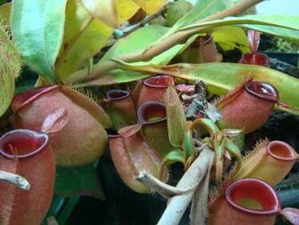 Nepenthes Ampullaria Photos