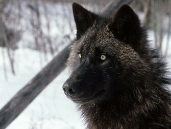 Black Wolf Wallpaper