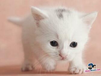 Beautiful HD Wallpaper U Cute Cats