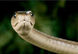 Black Mamba Venomous Snakes