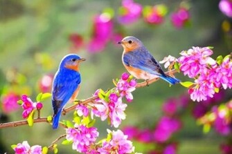 Of Spring Nature Wallpaper Photoshoot Desktop