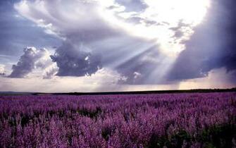 Wallpaper Waiting For Love Lavender Fields Of Photography