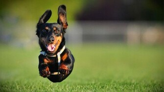 Dachshund Running Wallpaper