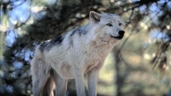 Wolf HD Wallpaper White Desktop