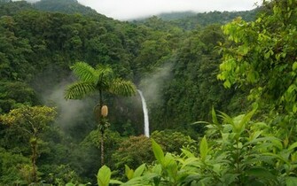 Rainforest Waterfall Google Wallpaper