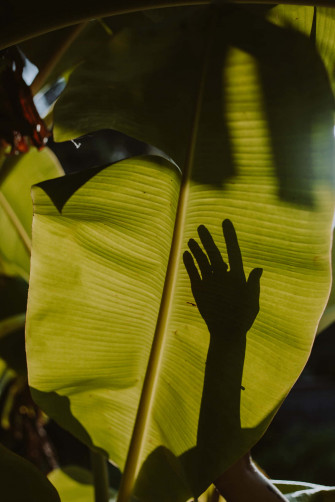 Fresh Green Banana Leaf Atop A Blue Background Wallpaper