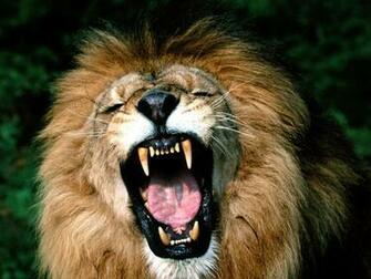 Wallpaper Lion Roaring