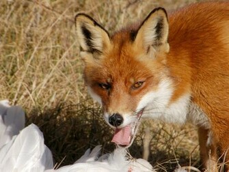 The Best Top Desktop Fox Wallpaper HD Red Eating