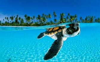 Turtle Wallpaper Turtles