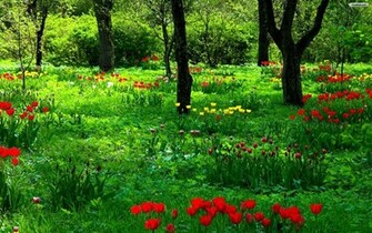 Garden Wallpaper Photo Desktop