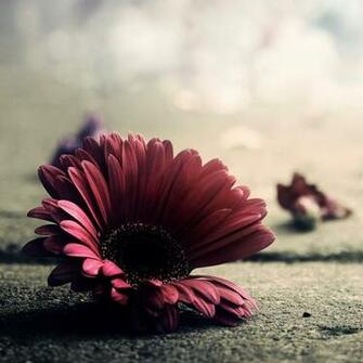 Macro Flower Vintage Scene iPad Wallpaper iPhone