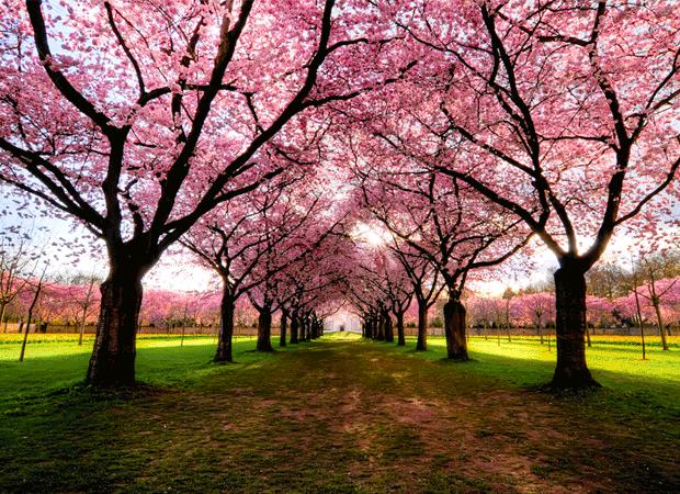 Beautiful Tree Tunnels