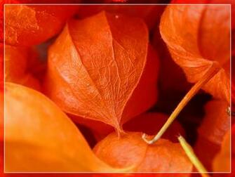 Photo Of Lampionsblume Physalis Alkekengi Chinese Lantern