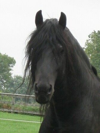 Friesian Black Horse Wallpaper Running