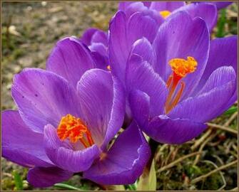 Early Spring High Quality And Resolution Wallpaper On