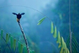 Birds Of Paradise Photo Gallery Pictures More From National
