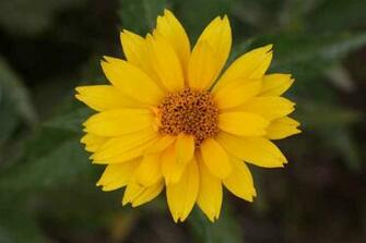 Yellow Flowers Desktop Background Wallpaper Size