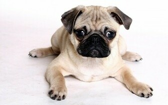 HD Wallpaper New Beautiful Of Pug Dog