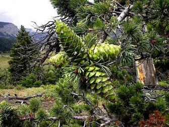 Pine Forest Wallpaper For