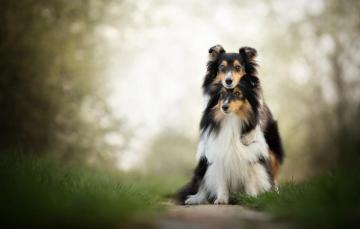 Wallpaper Dogs A Couple Friends Bokeh Two Sheltie