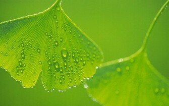Tag Green Leaf Wallpaper Background Photos Pictures And Image