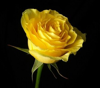 Flowers Pictures Wallpaper Red Roses